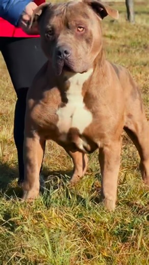 💥 Meet BHK Ragnar – 64kg of real bully power 💥 Massive head, strong bone, and clean structure — but with a golden heart. Ragnar is a true definition of balance: confident, stable, and gentle with kids. No aggression toward other animals, calm and easy-going temperament. A perfect example of what a real bully male should be. 💦 Available for stud to approved females only. DM for more info. | Strawberry bully kennel