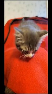 From baby to big girl But not really big at all 😆 #cat #dwarfcat #dwarfism #tinycat #cutecat #catvideos | Winkythedwarfcat