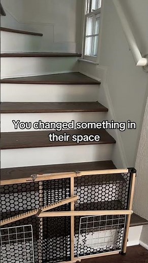 Reasons why your rabbit is peeing outside their litter box