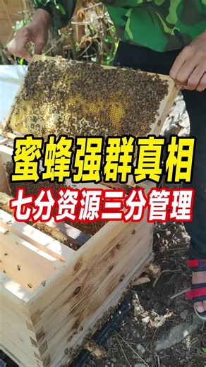 专业养蜂场为啥蜂强蜜多？做好这三点，你也能告别弱群和乱分蜂！