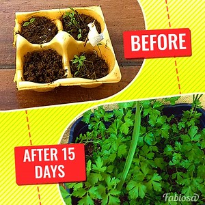 5.9K views | A golden hack that even gardeners use for a bumper parsley crop. | Fabiosa UK | Facebook