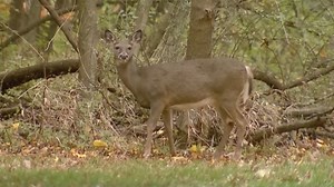 Police already seeing more car-deer crashes, and it's about to get worse