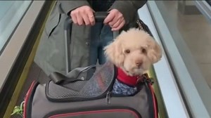 Pets allowed on planes under new aviation laws
