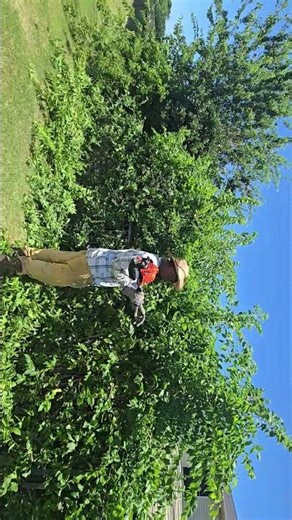 The Trim Standard fence clearing