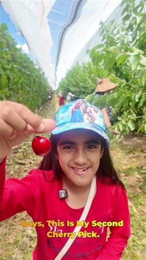Fruit Picking for Kids | How to Do Cherry Picking for Kids | Fun Farm Day with Kids #shorts