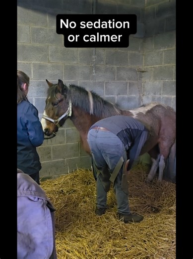 Mrs. Potts: Progress Update on Trailer Training Adventures