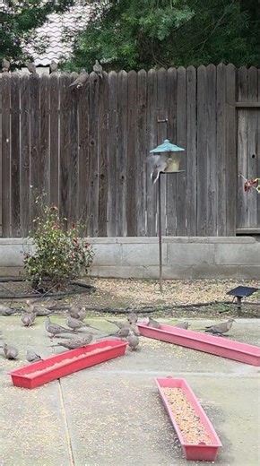 Mourning derp trying to eat from feeder and failing horribly