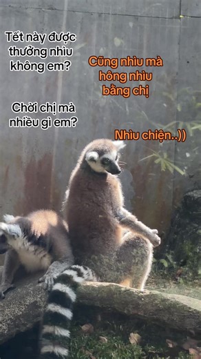 Trải nghiệm tour nhốt người thả thú tại Vinpearl Safari