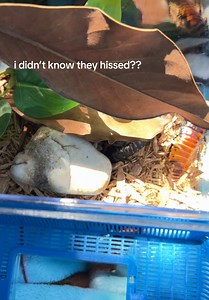 Naming My Pet Roaches: Help Me Pick Names