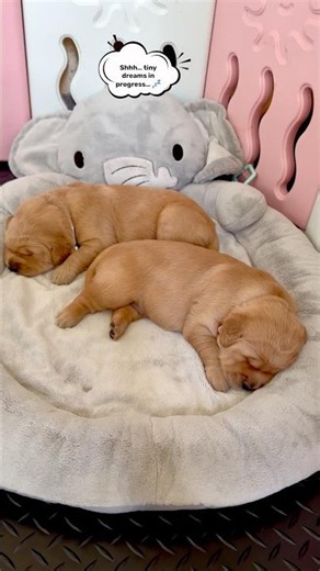 2 Week Old Golden Retriever Puppies Sleeping Sweet💤💛#goldenretriever #youtubeshorts #puppy #sweet