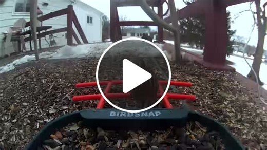 Song Sparrow - NewsBreak