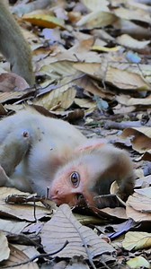 26 reactions | Poor Baby Lynx Crying Deeply for Mom’s Care | Monkey Save | Facebook