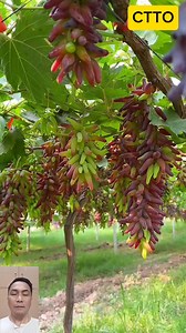 Witch finger/finger grapes #followerseveryone #hilightseveryonefollowers #fypシ゚ #viewers #farming | Alvarez Jono
