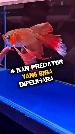 4 Ikan Predator yang Bisa Dipelihara