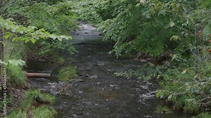 A fast moving stream, enclosed with an abundance of trees and shrubbery on its sides and an inconspicuous dry rusted metal pipe, its end hanging over the water, on a summer afternoon