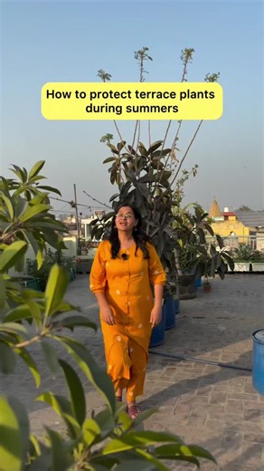Compost is the best and most sustainable way to enrich soil for heat stress management. How to use: 🫶🏻Spread 2–5 cm (1–2 inches) of compost on the soil surface. 🫶🏻Lightly mix it into the top 5–10 cm of soil. 🫶🏻Water after adding. Benefits: 🫶🏻Improves soil structure 🫶🏻Adds nutrients slowly 🫶🏻Helps soil retain moisture in summer Good compost sources: 🫶🏻Kitchen waste compost 🫶🏻Garden waste compost 🫶🏻Vermicompost 🫶🏻Cow dung manure #organicgardening#organicfarming #monsoon #foryou