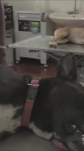 My favorite watch 🤤 - - - 39 Benefits of Reading Books: 1. Mental Stimulation: Keeps your brain active and sharp, reducing the risk of cognitive decline. 2. Stress Reduction: Reading can help you relax and reduce stress levels. 3. Knowledge Acquisition: Books are a great source of knowledge on a variety of topics. 4. Vocabulary Expansion: The more you read, the more words you are exposed to. 5. Improved Concentration: Reading requires concentration, which can increase your attention span. 6. Be