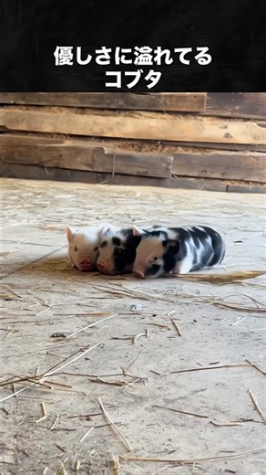 こぶた・たぬき・きつね・ねこの可愛い動画 #タヌキ #キツネ #動物