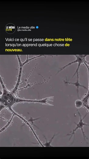 On croit que « apprendre » c'est juste stocker une info quelque part, comme un fichier sur un disque dur. Faux. À chaque nouvelle compétence, tes neurones tendent des ponts entre eux et renforcent leurs connexions. Ton cerveau se recâble. C'est ce qu'on appelle la neuroplasticité. Plus tu répètes un geste, une langue, un morceau de musique, plus ces connexions s'épaississent et deviennent rapides. C'est exactement pour ça qu'un truc impossible au jour 1 devient automatique au jour 30. Tu n'es pa
