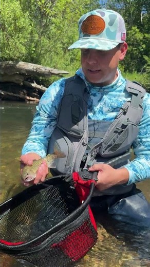 Stocked versus naturally reproducing trout in Idaho. Which one would you rather catch?