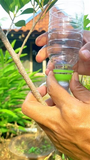 cara mencangkok yang mudah dan simpel