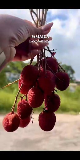 This is JAMAICA | Jamaica Labour Party JLP
