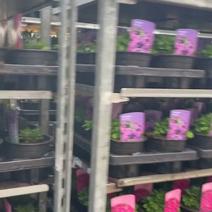 1.4K views · 16 reactions | NEW PLANT DELIVERY @barneysbargains #plants #plant #flowers #flower #garden #gardenideas #gardeninspiration #gardensofinstagram | Barneys Bargains | Facebook