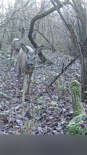 Jérémy on Instagram: "Une balade matinale 🌞 ⚠️ Observer la faune, oui, mais toujours avec respect ! 🦊 La pose d’une caméra doit se faire avec l’accord du propriétaire des lieux et sans perturber les espèces observées. En France, installer une caméra sans autorisation sur un terrain privé peut être considéré comme une atteinte à la vie privée ou une violation de domicile, passible d’une amende pouvant aller jusqu’à 45 000 € et un an de prison (article 226-1 du Code pénal). Nos forêts ne sont pa