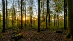 Beech forest at sunrise in spring