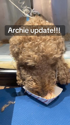 5.1K views · 94 reactions | Animal House Shelter on Reels | Facebook