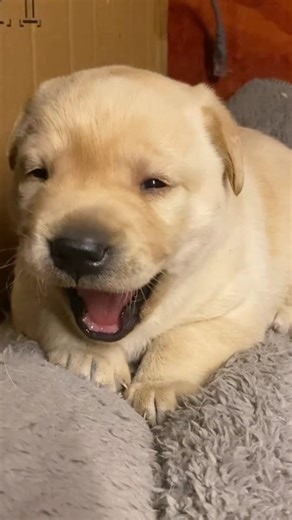 Labrador puppy sound #shorts #puppy #dog