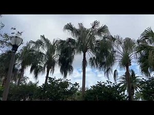 Ribbon and Chinese Fan Palm Planting #landscapping #garden #palmtree