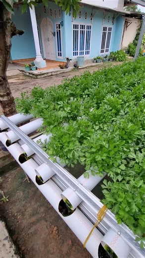 Kebun Hidroponik Seledri: Budidaya dan Tips Tumbuh Optimal