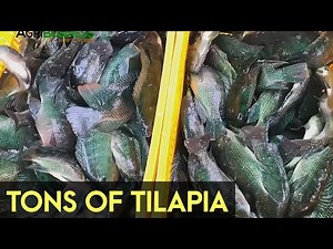 Harvesting Tilapia: Harvesting Tons of Tilapia in just one fish cage | Agribusiness How It Works