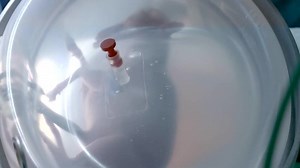 Spanish researchers aim to 'trick nature' with artificial womb