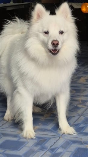 Rio hogya aggressive 😡😤 || Indian Spitz dog || Indian spitz dog barking #dog #dogaggression #spitz