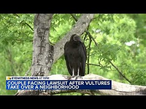 Vulture swarms in NC neighborhood escalates to town lawsuit