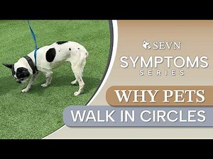 Why Is My Dog or Cat Walking In Circles? | Symptoms Series