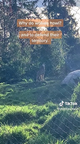 Exploring the Howl of the American Red Wolf Pack