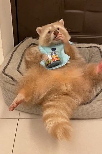 Just a raccoon enjoying a bowl of blueberries..nom nom nom 😋 | MetDaan Animals