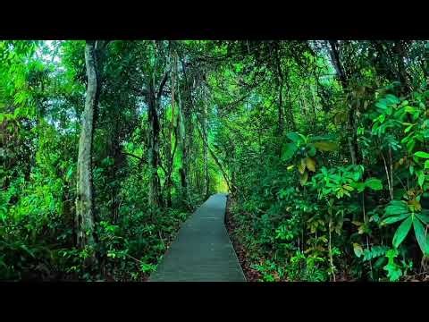 Relaxing Rainforest Experience 4K-Video!