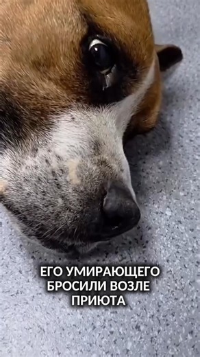 Помочь Айзеку ▶️НАЖМИТЕ◀️ Айзек в критическом состоянии.😭Срочно нужна помощь!🆘 Инфо в описании⤵️