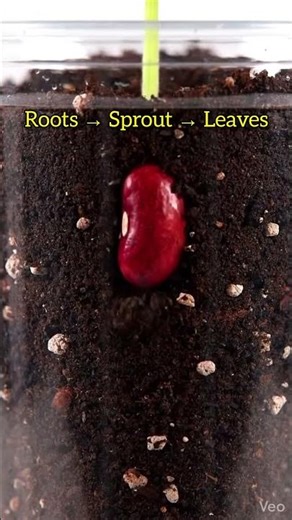 “Watch a Seed Grow into a Plant 🌿 | Timelapse” #shorts #scienceshorts #plantgrowth #garden #nature