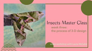Insects Master Class: week three