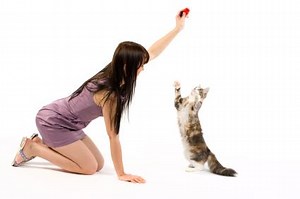 Teach Effective Cat Clicker Training With Techniques That Work | LoveToKnow Pets