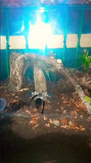 M balfouri #tarantula #nature #video #all #shortsviral