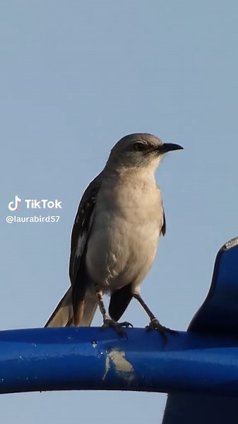 Northern Mockingbird whistle / sings #birdvideos #bird #birds #mockingbird