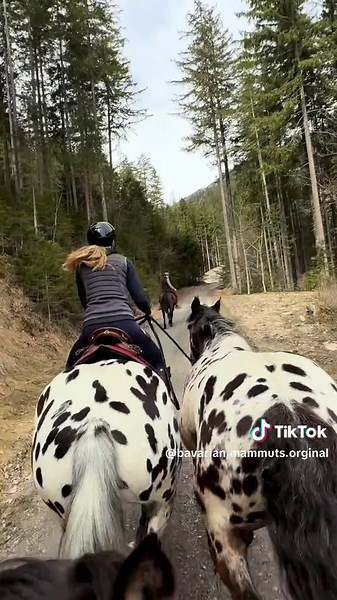 #handpferd #kaltblut #kaltblutpowerk