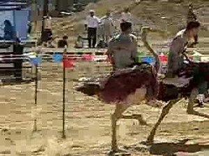 Ostrich Racing