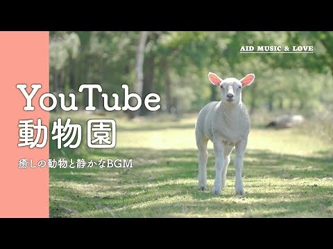 【🐐癒しのYouTube動物園】動物たちと静かなBGM #癒し #睡眠用 #かわいい animal zoo time for relaxing & sleeping